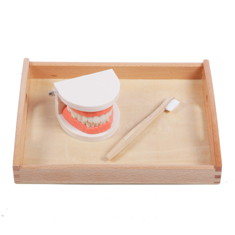 Montessori Dental Playset
